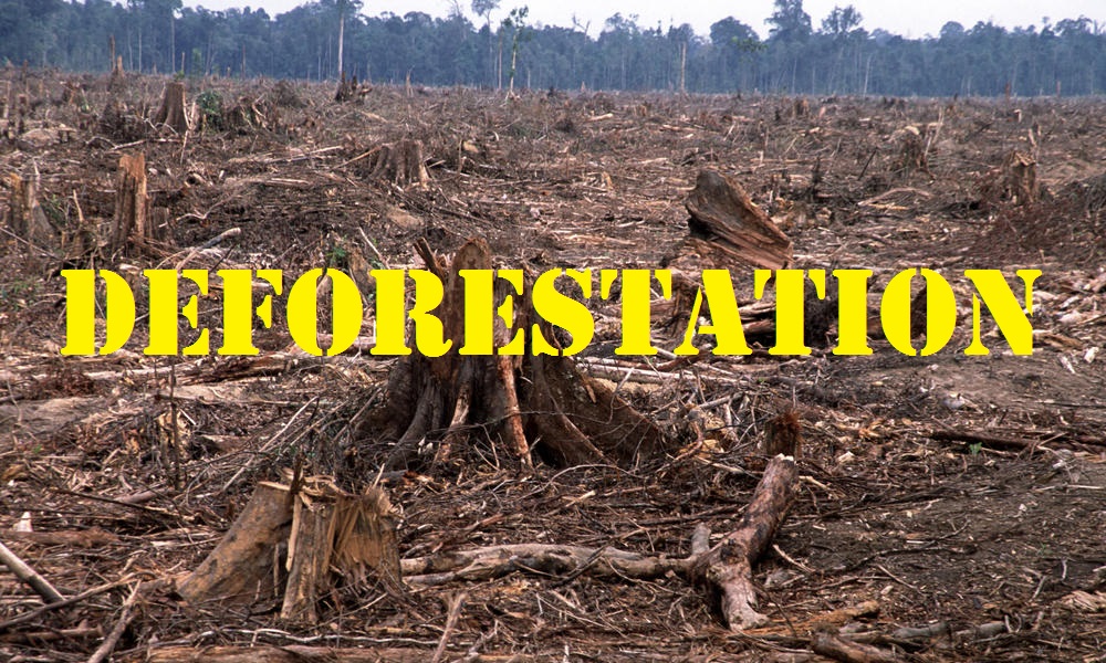 1a deforestation